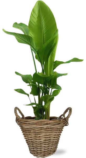 Strelitzia Nicolai - Ø27cm - ↕130cm + Pot+Handvat D30x23cm - Naturel  BotanicBridge