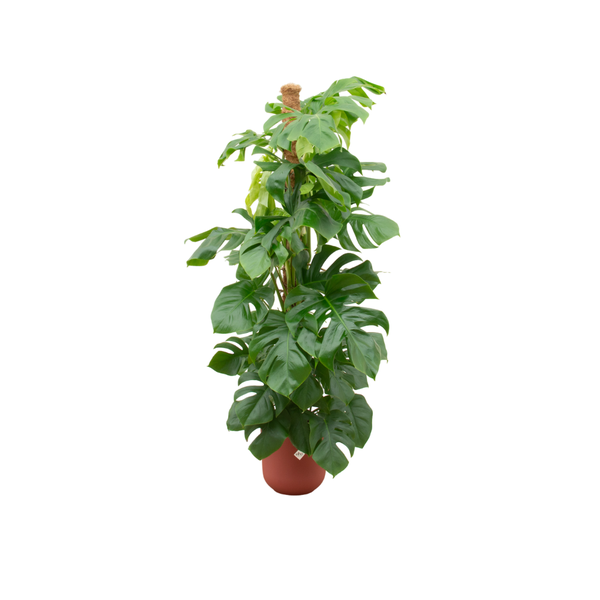 Combi deal - Monstera Pertusum XL inclusief elho Jazz Round rood Ø26 - 150 cm  BotanicBridge