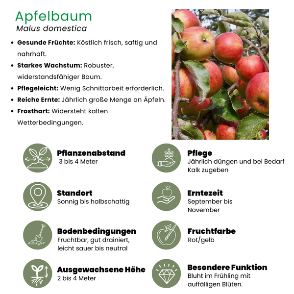 Biologische Appelboom Malus - 1 x Ø 20 cm - ↨ 60 cm  BotanicBridge