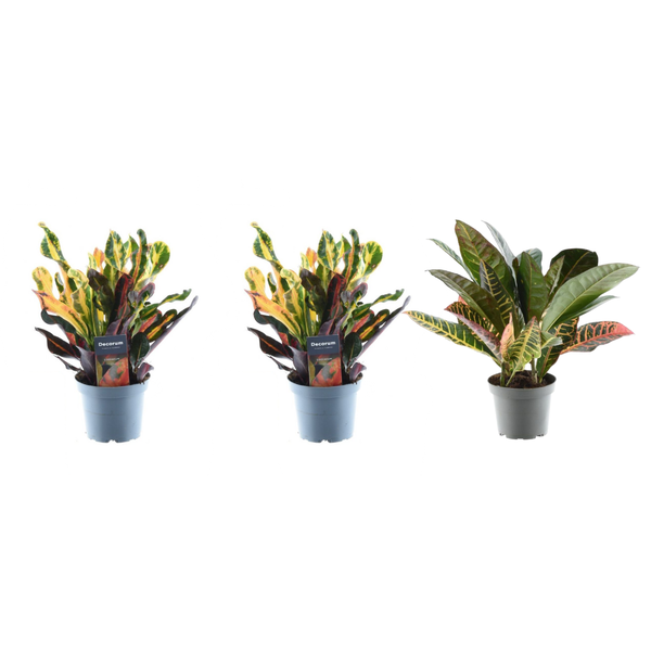 3x Croton Codiaeum mix - 30 cm - ø12  BotanicBridge