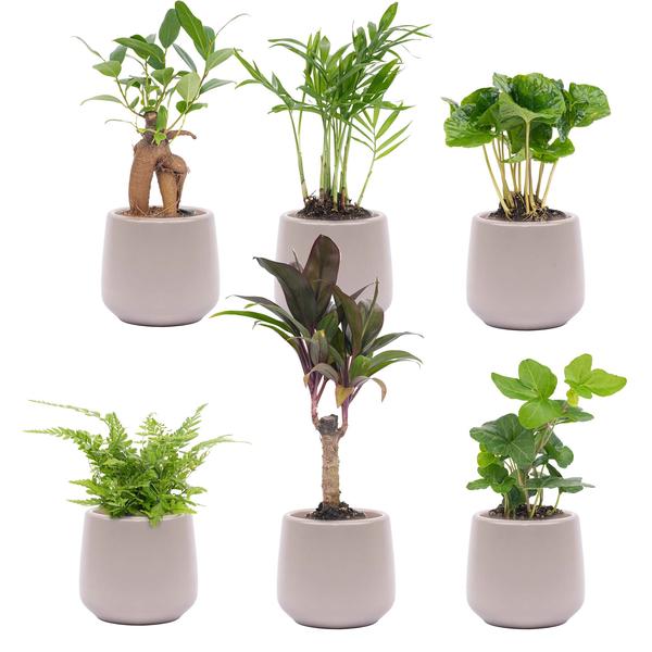 Mini planten set 6 - Inclusief 6x pot Joey grijs mat  BotanicBridge