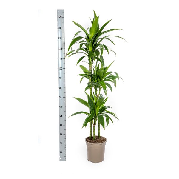 Dracaena Deremensis Lisa Ø24cm - ↕140cm  BotanicBridge