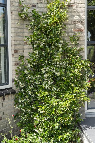 2x - Trachelospermum 'Star of Venice' - ↨65cm - Ø15  BotanicBridge