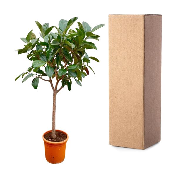 Ficus Elastica  Robusta op stam - 210cm - ø40  BotanicBridge