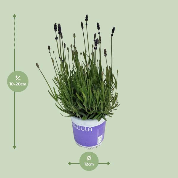 Lavendel Lavandula Hidcote Blue Blauw - Ø12cm - ↕20cm  BotanicBridge