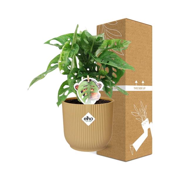 Monstera ‘Monkey Leaf’ in ELHO Vibes Fold 14cm geel  BotanicBridge