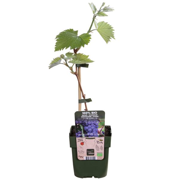 Vitis vinifera 'Boskoop Glory' - Blauwe druif - Ø13cm - ↕45cm  BotanicBridge