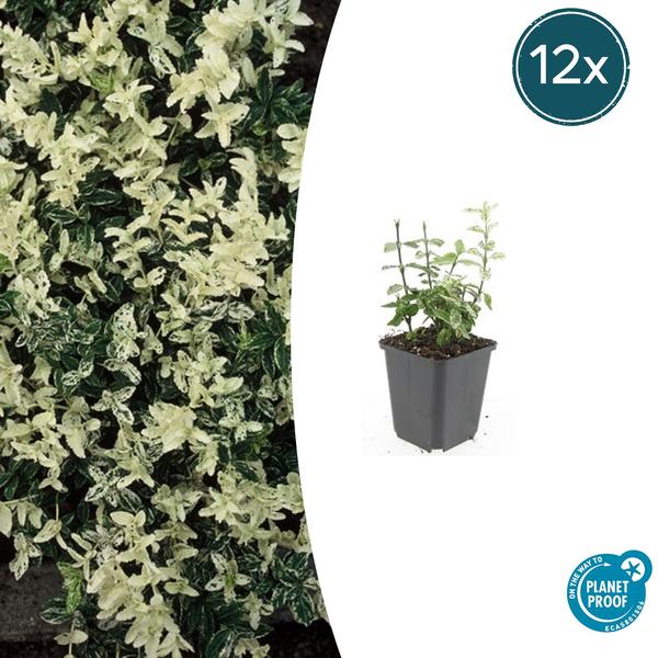 Euonymus fort. 'Harlequin' - ↕10-25cm - Ø9cm - 12x  BotanicBridge