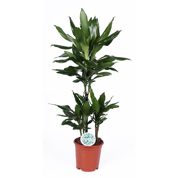 Dracaena Janet Lind Ø21cm - ↕90cm  BotanicBridge