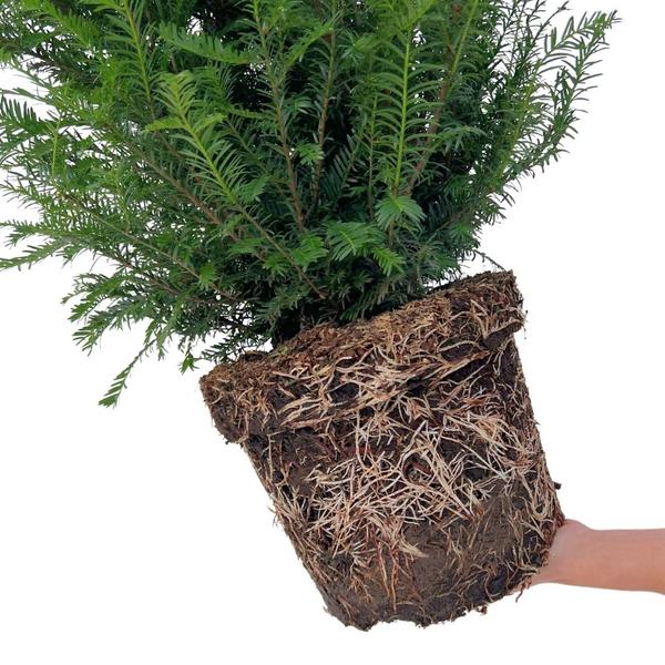 Grote taxus planten voor 10 strekkende meter haag | - 12L - 20 x | ↨ 100-125 cm  BotanicBridge