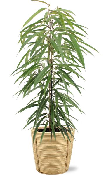 Ficus Binnendijkii Alii - Ø21cm - ↕80cm + Bibek Pot D22x22cm - Naturel  BotanicBridge