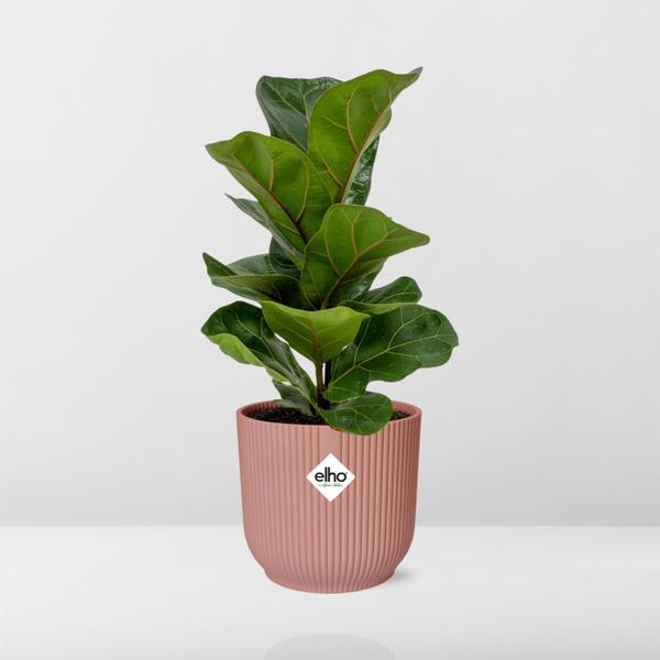 Ficus Lyrata ‘Bambino’ in ELHO Vibes Fold 14cm roze  BotanicBridge