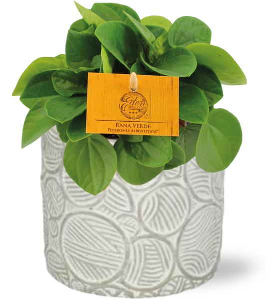 Peperomia Rana Verde - Ø11cm - ↕15cm + Stone Pot Circles D12x10cm - Wit  BotanicBridge