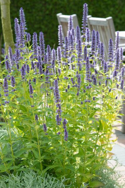 Agastache 'Black Adder' - ↕10-25cm - Ø9cm - 6x  BotanicBridge