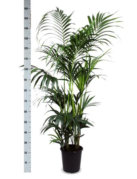 Kentia Palm Ø27cm ↕160cm in Boule ANTRACIET pot  BotanicBridge