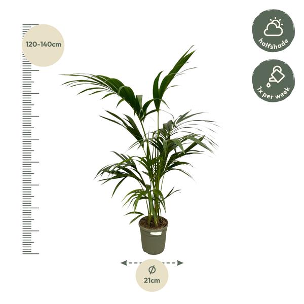 Kentia Palm - 130 cm - Ø21cm  BotanicBridge