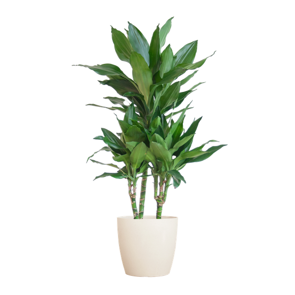 Dracaena  Janet Lindt met Viber wit - 95cm - Ø21  BotanicBridge