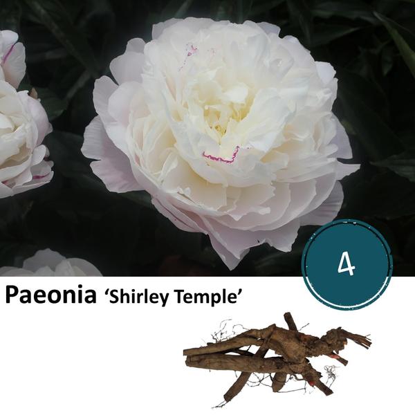 Paeonia 'Shirley Temple' - 4x  BotanicBridge