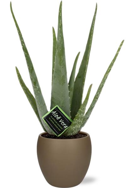 Aloe vera - Ø12cm - ↕40cm + Bowl Pot D13/14,5x13cm - Bruin  BotanicBridge