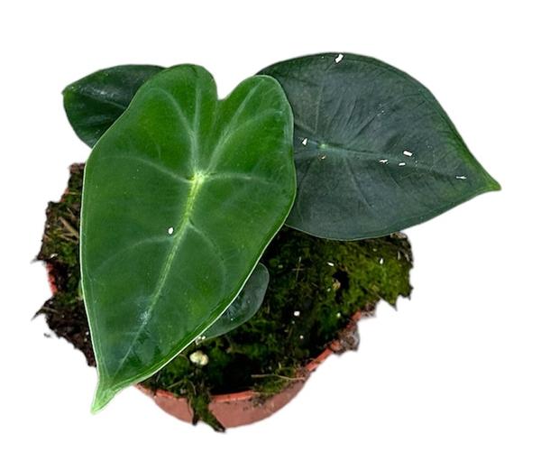 Alocasia Frydek - Ø10,5cm - ↕15cm  BotanicBridge