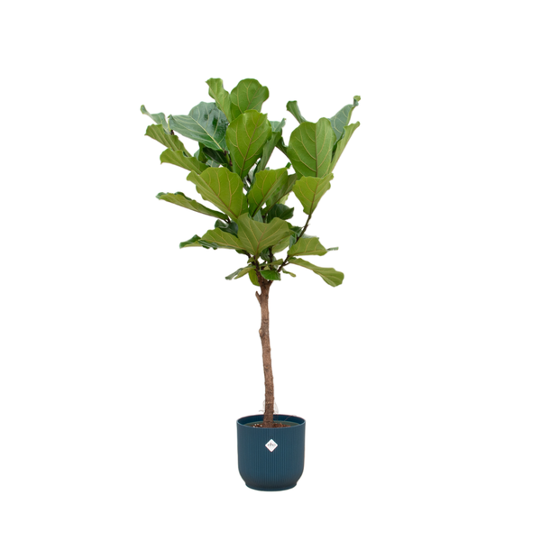 Ficus Lyrata stam inclusief elho Vibes Fold Round blauw - 160 cm - Ø30  BotanicBridge