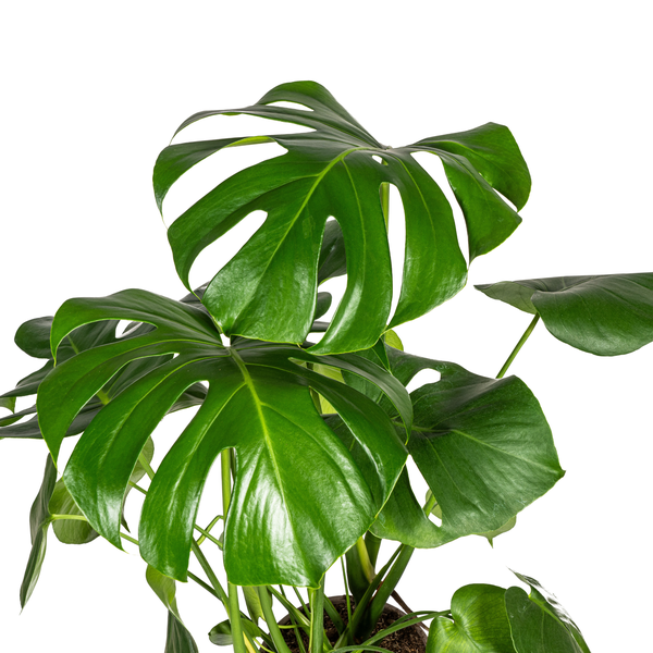 Monstera Deliciosa Tauerii Ø21cm - ↕80cm  BotanicBridge