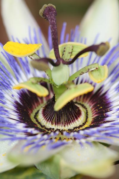 Passiflora Blauw caerulea - Ø15cm - ↕65cm  BotanicBridge