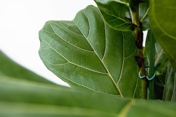 Ficus Lyrata struik XL - 200cm - ø40  BotanicBridge