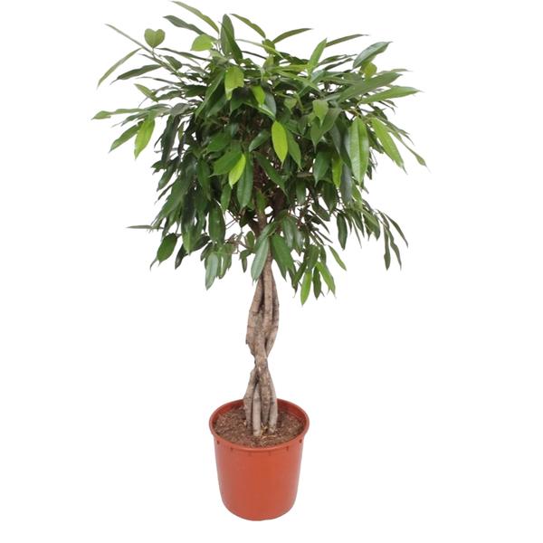 Ficus Amstel King gevlochten stam - 140 cm - ø34  BotanicBridge