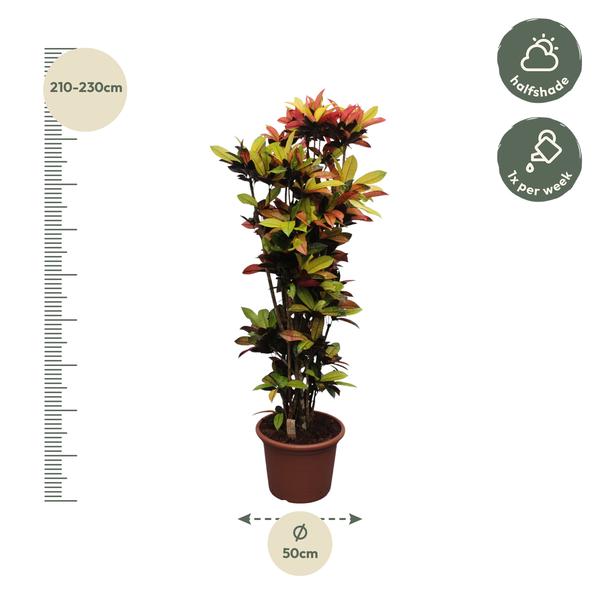 Codiaeum Iceton (Croton Iceton) - 220 cm - ø50  BotanicBridge