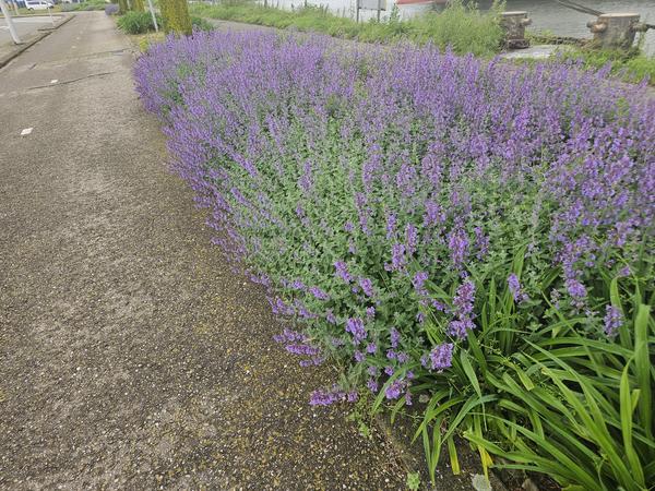 Nepeta 'Walker's Low' - ↕10-25cm - Ø9cm - 40x  BotanicBridge