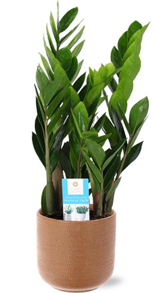 Zamioculcas Zamiifolia - Ø17cm - ↕60cm + Aresso Pot D18x16,5cm - Bruin  BotanicBridge