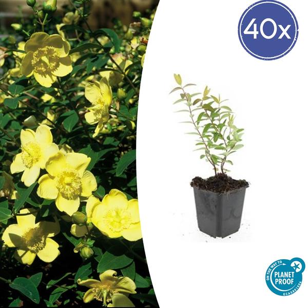 Hypericum 'Hidcote' - ↕10-25cm - Ø9cm - 40x  BotanicBridge