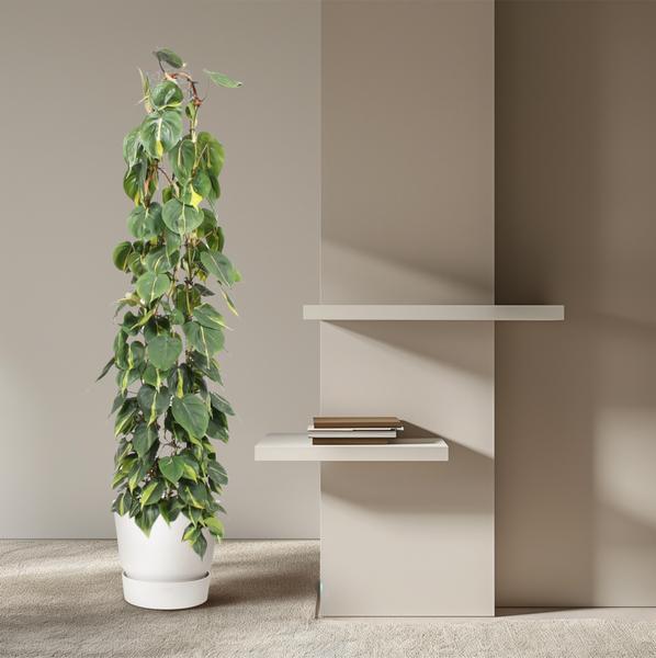 Philodendron Scandens Brasil gaasrek - 160 cm - ø27  BotanicBridge