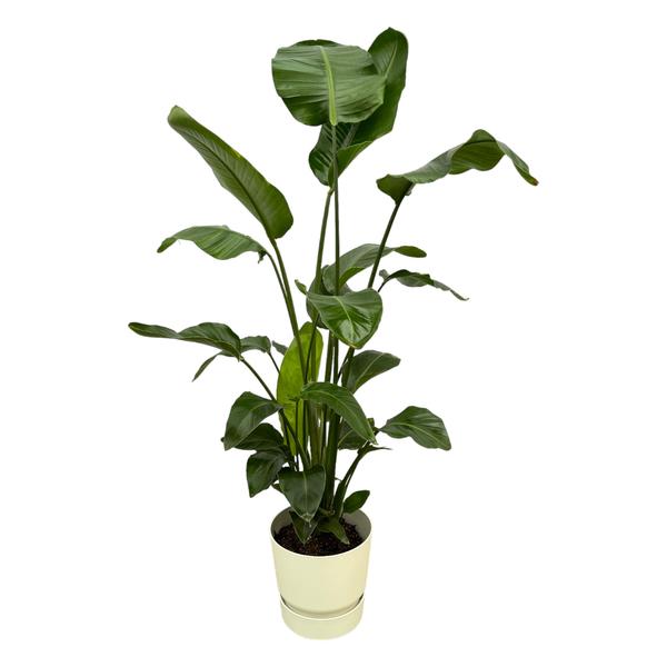 Strelitzia Nicolai inclusief elho Greenville Round wit - 160cm - Ø30  BotanicBridge