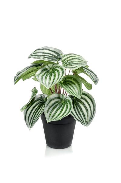 Kunstplant - Peperomia Argyreia - Watermelon -25 cm  BotanicBridge