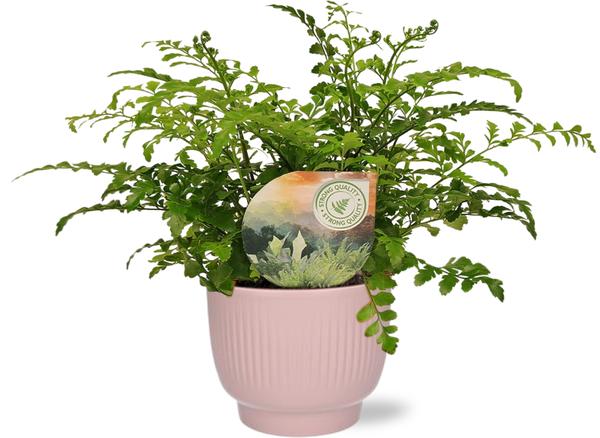 Asplenium Parvati - Ø12cm - ↕35cm + Potenza Rib Pot D13x11cm - Roze  BotanicBridge