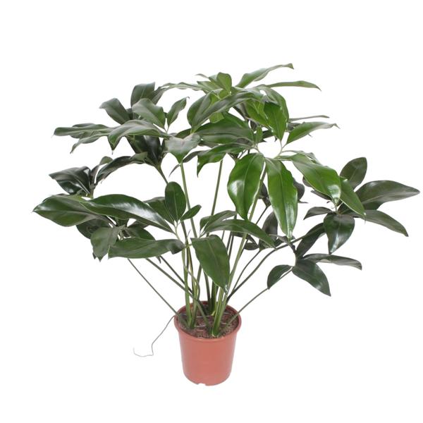 Philodendron Green Wonder - 120 cm - ø27  BotanicBridge