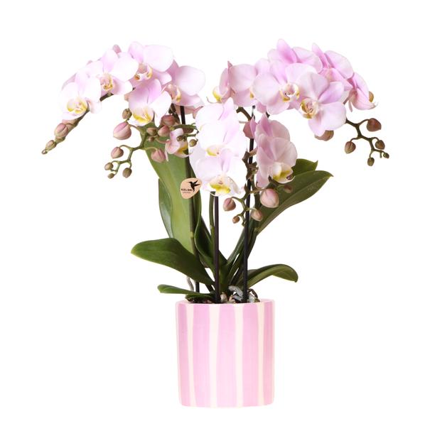 Kolibri Orchids | Roze Phalaenopsis orchidee Portugal + Painted Stripe pot roze - potmaat Ø9cm | bloeiende kamerplant - vers van de kweker  BotanicBridge