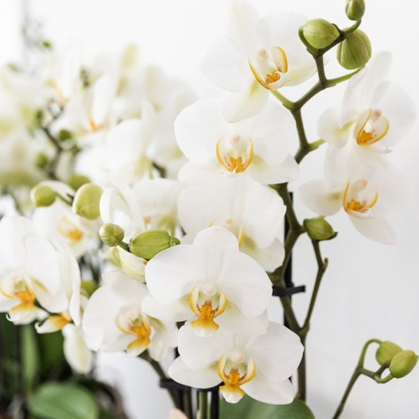 Kolibri Company | Plantenset Mediterranean Sunset | Witte Phalaenopsis Orchidee Lausanne en Succulenten incl. keramieken sierpotten  BotanicBridge