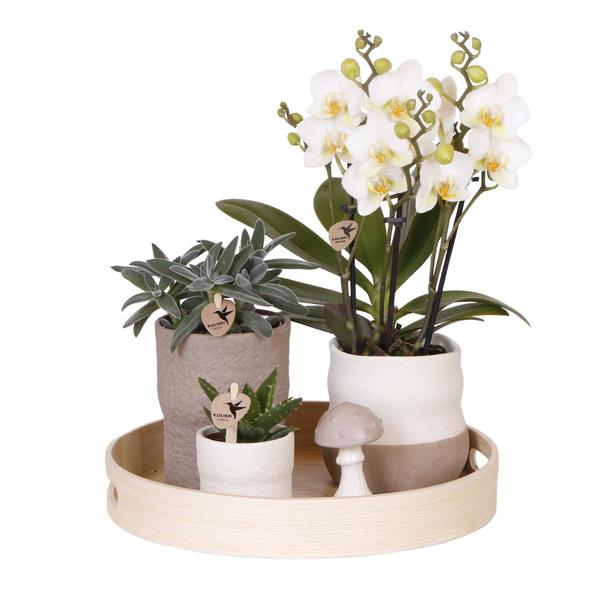 Kolibri Company | Plantenset Slow Living | Witte Phalaenopsis Orchidee Lausanne en Succulenten incl. keramieken sierpotten  BotanicBridge