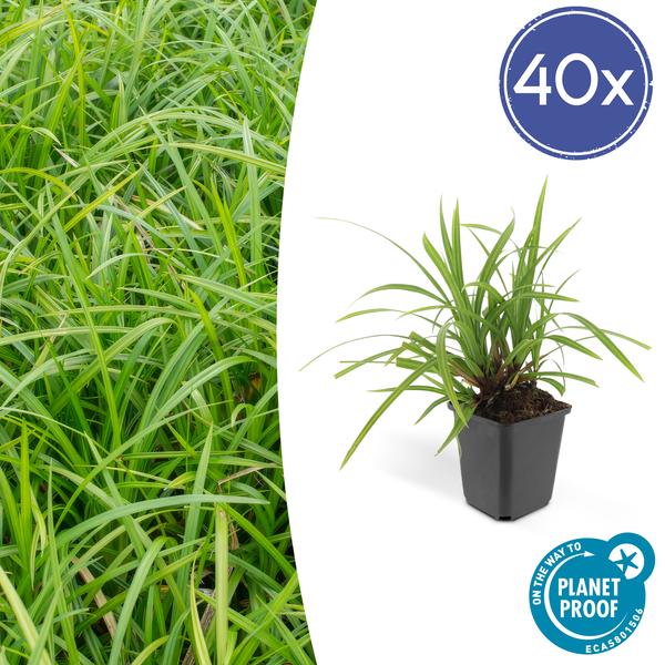 Carex morrowii 'Irish Green' - ↕10-25cm - Ø9cm - 40x  BotanicBridge