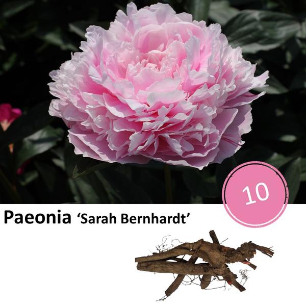 Paeonia ‘Sarah Bernhardt’  - 10x  BotanicBridge