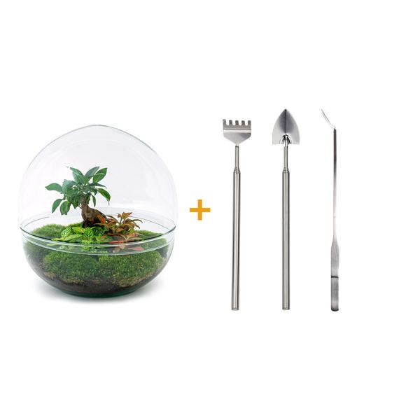 DIY terrarium - Dome XL - Ficus Ginseng Bonsai - ↕ 30 cm - Rake + Shovel + Tweezer  BotanicBridge