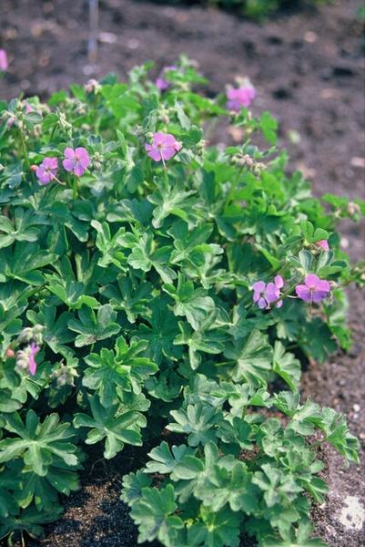 Geranium cant. 'Cambridge' - ↕10-25cm - Ø9cm - 6x  BotanicBridge