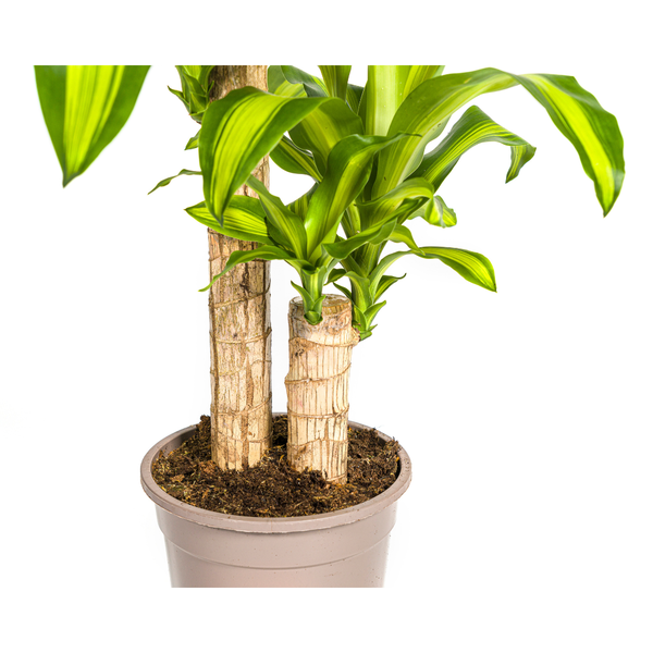 Dracaena Fragrans Massangeana Ø19cm - ↕80cm  BotanicBridge