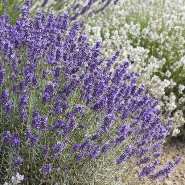 Lavandula 'Hidcote' - ↕10-25cm - Ø9cm - 12x  BotanicBridge