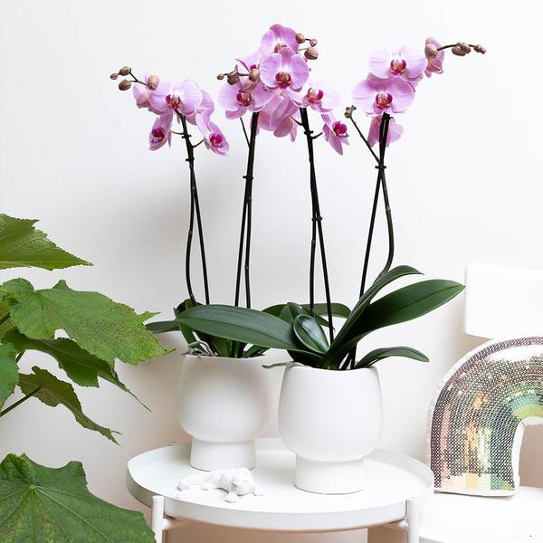 Kolibri Home | Scandic white bloempot - Witte keramieken sierpot - Ø12cm  BotanicBridge