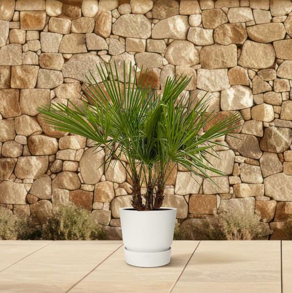 Trachycarpus multi stam - 180cm- Ø45  BotanicBridge