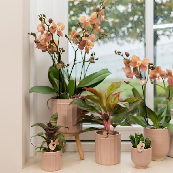 Kolibri Home | Glazed bloempot - Zandkleurige keramieken sierpot met glans - Ø12cm  BotanicBridge